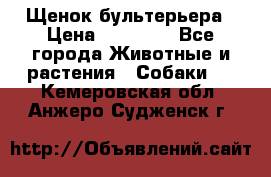 Щенок бультерьера › Цена ­ 35 000 - Все города Животные и растения » Собаки   . Кемеровская обл.,Анжеро-Судженск г.